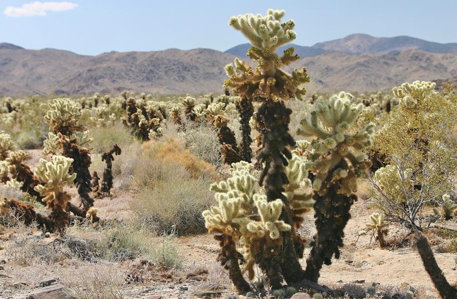 So findet man hier eine große Ansammlung von Teddy Bear Cholla, auch Bigelow Cholla genannt. Diese haben ihren Namen von ihrem dichten Stachelkleid, das ihre Äste komplett bedeckt. Doch was so flauschig aussieht sind in Wirklichkeit ausgehärtete, 2,5 Zentimeter lange Stachel, die viele mikroskopisch kleine Widerhaken haben. 