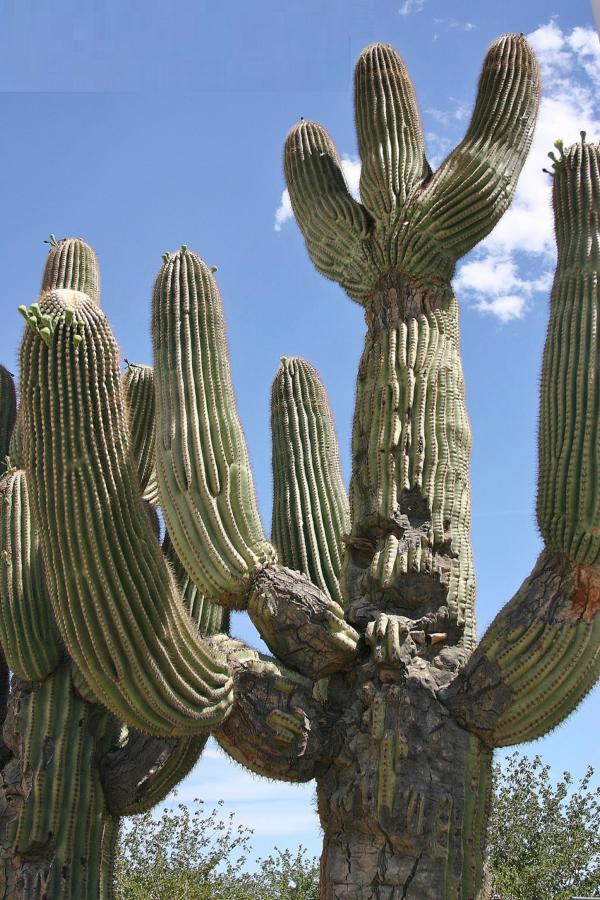 Säulenkakteen prägen bestimmte Landschaftsabschnitte auf dem Weg nach Las Vegas.