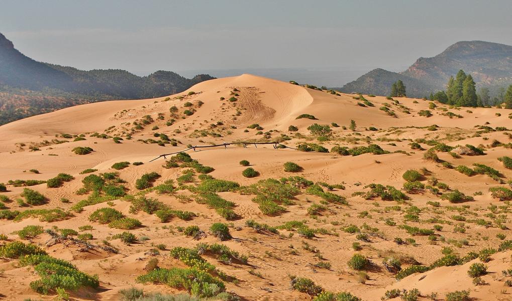 In Teilen der Dünen haben sich Pflanzen angesiedelt, die den Sand festhalten.