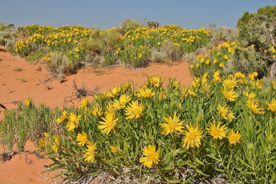 Gelbe Korbblütengewächse, ähnlich unserer Sonnenblume, bilden Zwergbüsche. Sie sind Nahrungsquelle der Schmetterlinge und Käfer, die sich in den Dünen aufhalten.