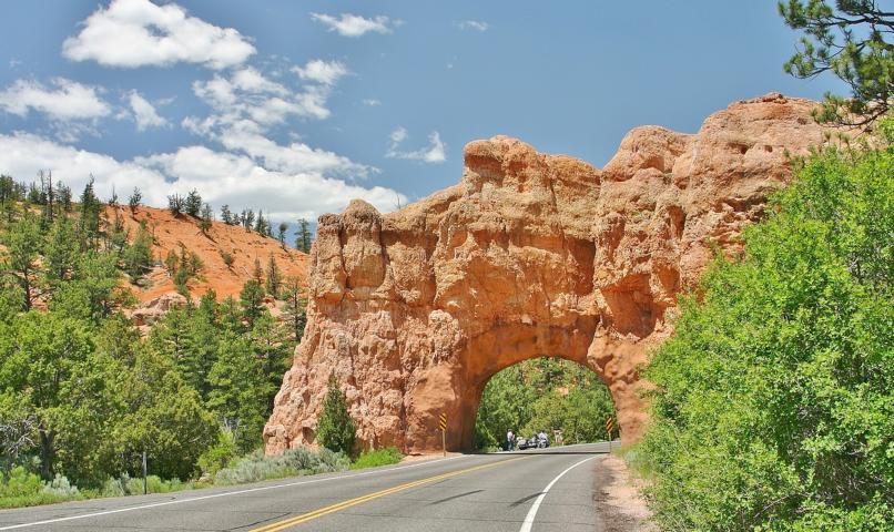Solche Tunnel muss man im Dixie - Nationalforest mehrfach durchfahren.