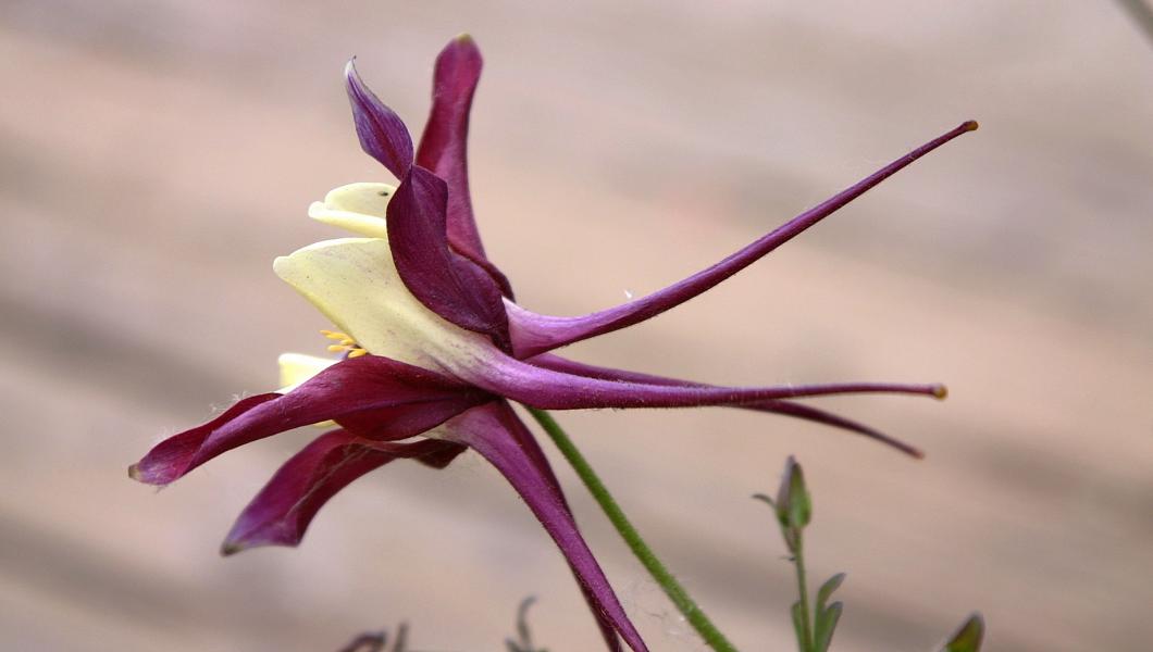 Die Rocky Mountains Akelei (Aquilegia caerulea) variiert in den Farben.