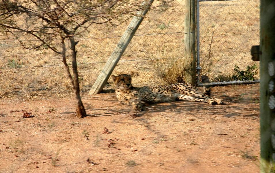 Hier werden verletzte Tiere wieder geheilt und danach in die freie Wildbahn ausgesetzt.