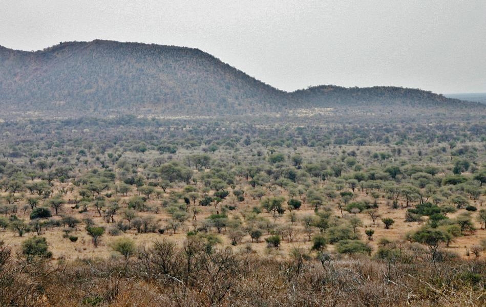 Die Strecke nach Windhoek war durch Savannen, die links und rechts der Straße zu sehen waren, gesäumt.