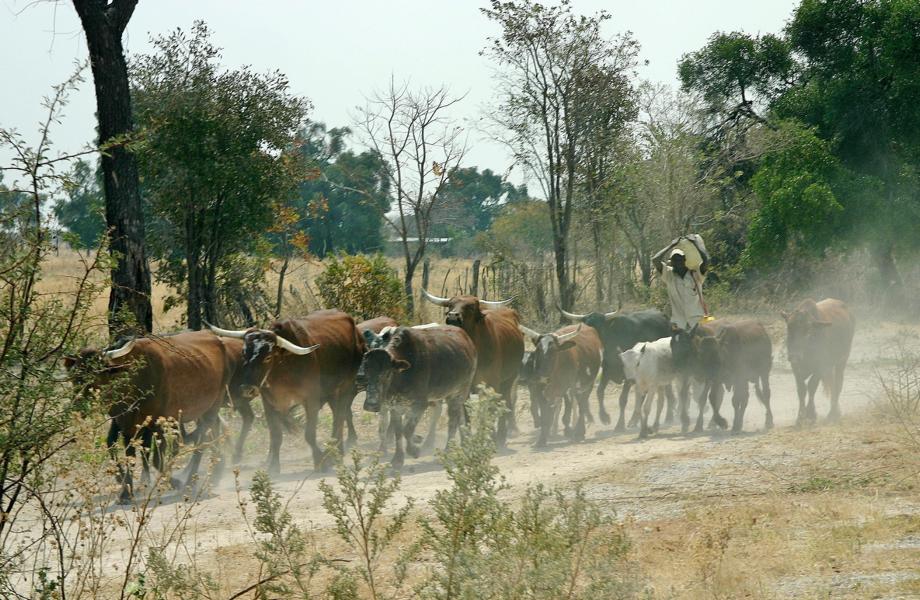 Dort, wo für die Tiere kein Wasser, sondern nur spärliches Weideland ist, wird das Wasser in Kanistern mitgenommen.