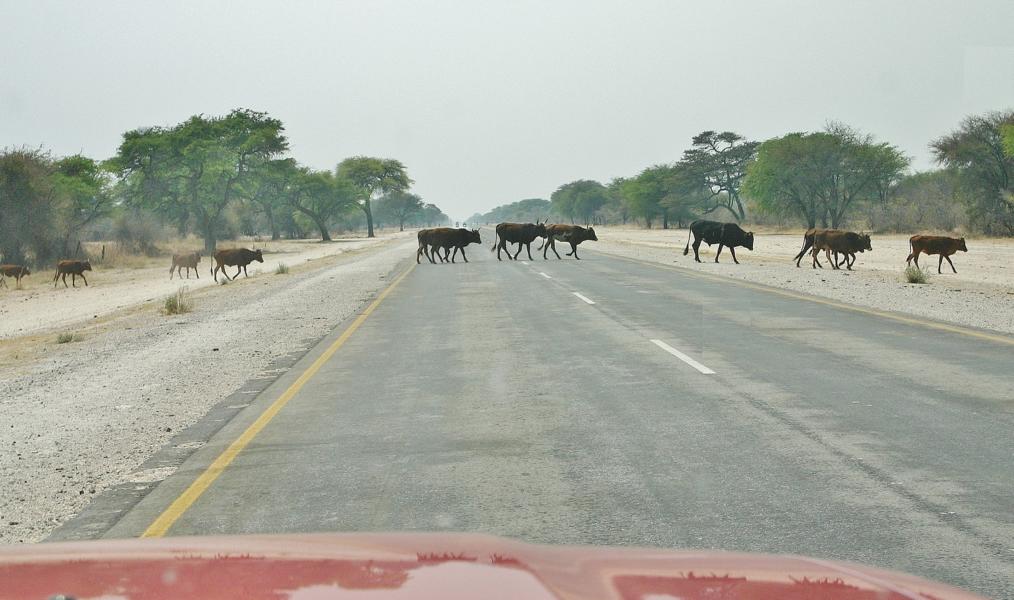 Ohne menschliche Begleitung wandern die Tiere in der trockenen Landschaft. Vorsicht ist für Autofahrer geboten.