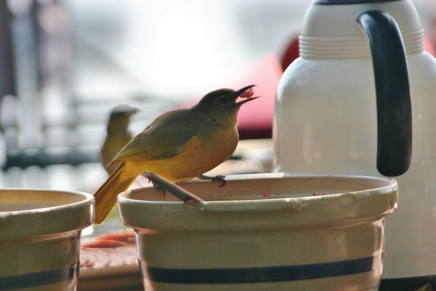Beim Frühstück bedienten sich auch einige Vogelarten am Müsliangebot.