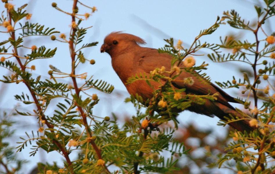 Ein Graulärmvogel im Wipfel eines Dornbaumes. Er ernährt sich von Früchten, Blättern, Blüten und Insekten. 