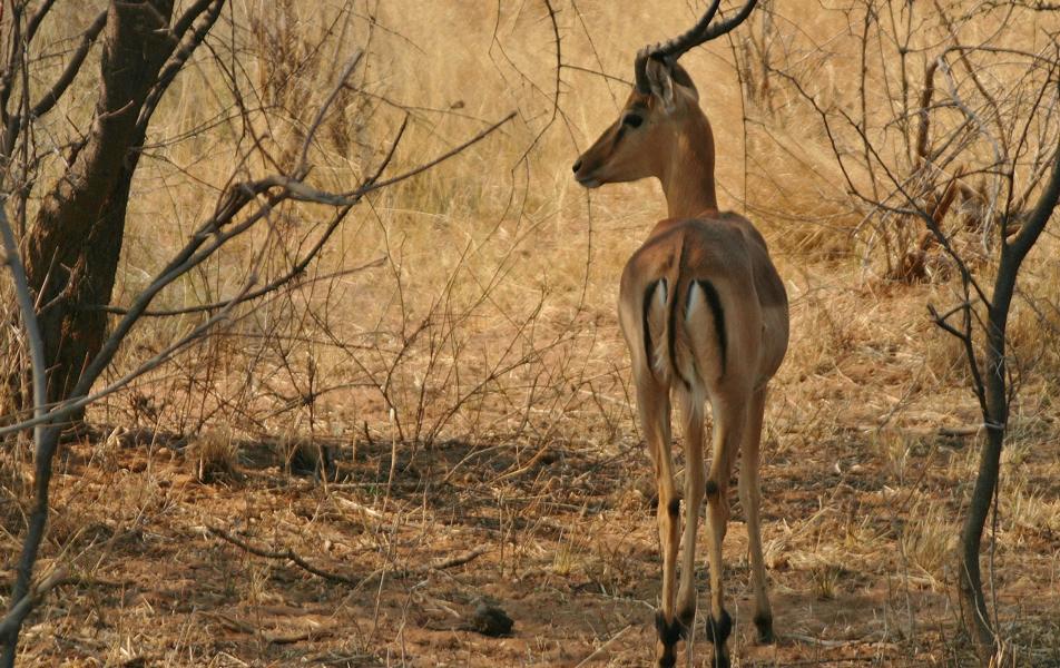 Eine Impala, auch Schwarzfersenantilope genannt, begegnete uns als erstes Säugetier. Sie ist eine mittelgroße afrikanische Antilope.