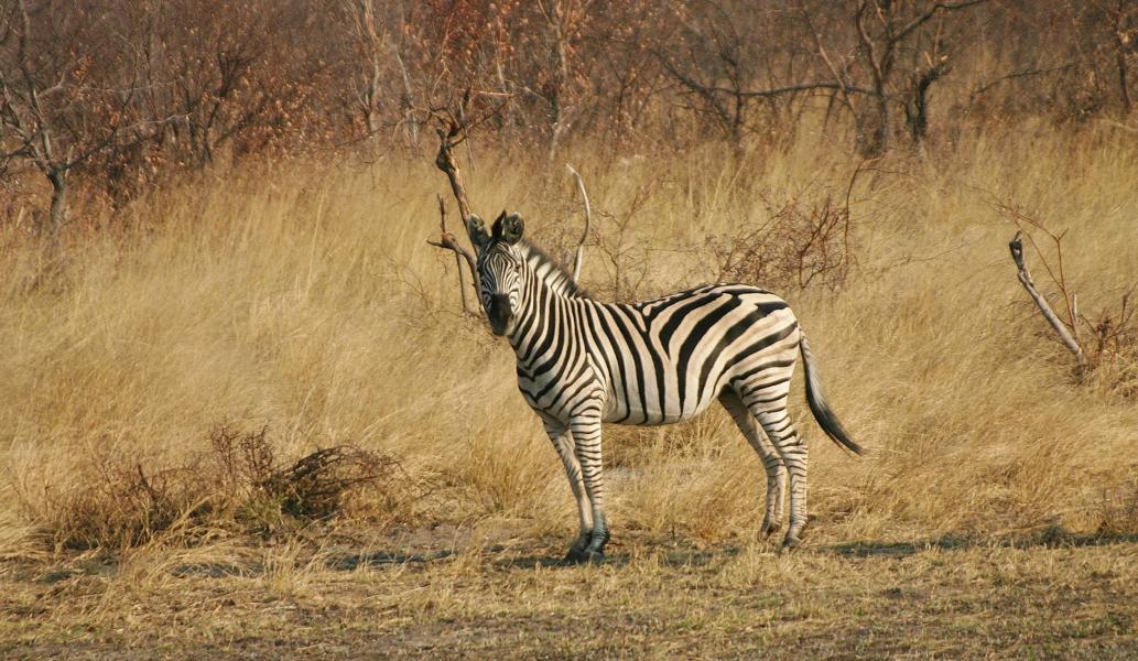  Ein einzelnes Zebra hält Wacht. 