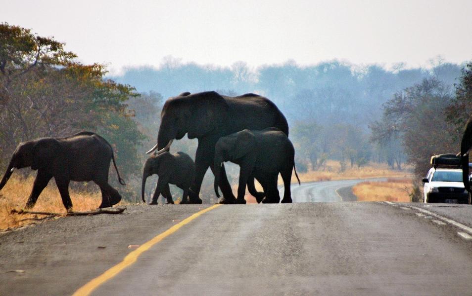 Der Chobe-Nationalpark wurde 1967 als erster Nationalpark in Botswana gegründet. Chobe ist für die riesigen Elefanten- und Kaffernbüffelherden bekannt. Mehrfach mussten wir anhalten, wenn die Elefanten die Straße überschritten.