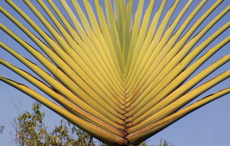 Dekorativ sind die Blattwedel einer Palme, die im Klostergarten stand.