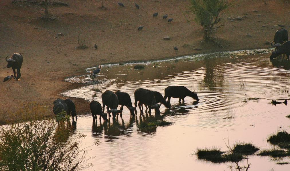 Bevor wir zum Abendessen und einer Kulturveranstaltung gingen, verweilten wir noch an einem Wasserloch, wo die Kaffernbüffel zur Tränke kamen.
