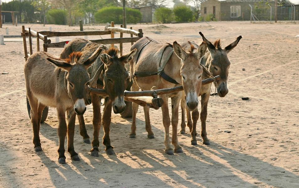 Der Esel ist im Caprivi ein wichtiges Hilfsmittel für den Transport von Mensch und Waren.