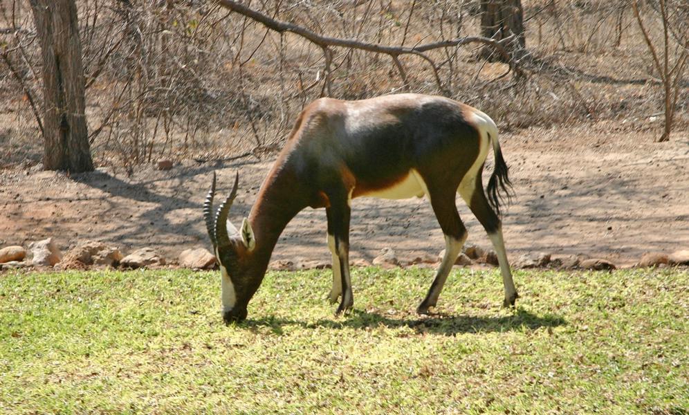 Der Buntbock (Damaliscus pygargus) ist eine afrikanische Antilope aus der Gruppe der Kuhantilopen. Er ist nur in der Republik Südafrika verbreitet. Hier hat man ihn im Lodgegelände angesiedelt.