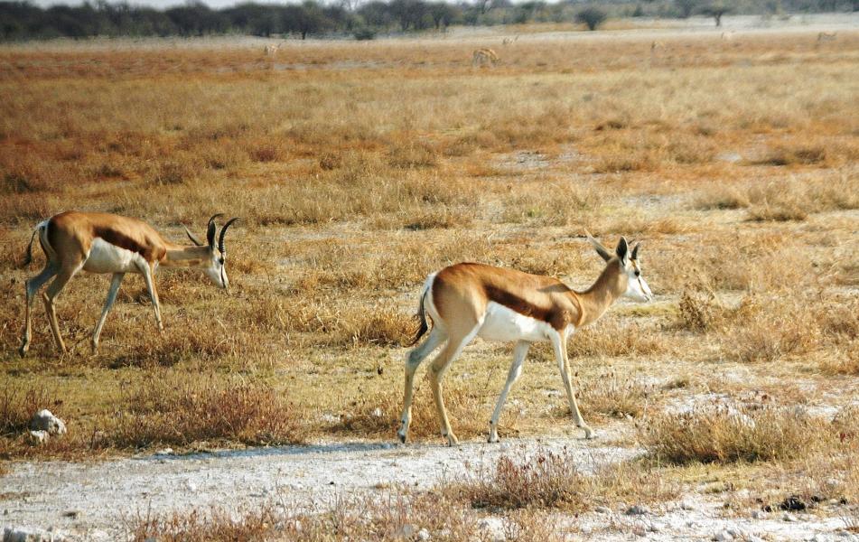 Der Name Springbock rührt von den senkrechten Sätzen, mit denen sich diese Antilope in die Höhe schnellt, wenn sie erschreckt wird. Diese Sprünge aus dem Stand können Höhen von 3,5 m erreichen. Ein Springbock kann mit einer Geschwindigkeit von fast 90 km/h fliehen.