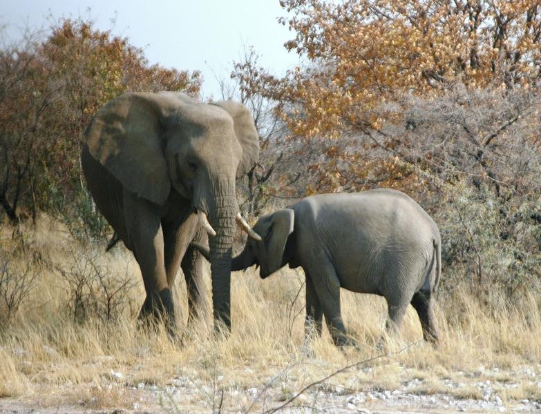 Elefantenweibchen mit Jungtier. Elefanten verbringen 16 bis 20 Stunden mit Fressen. Am Tag frisst ein Elefant etwa 200 bis 300 kg.
