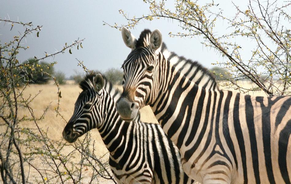 Das Steppenzebra zeichnet sich im Vergleich zu den beiden anderen Zebraarten, durch die breitesten Streifen aus.