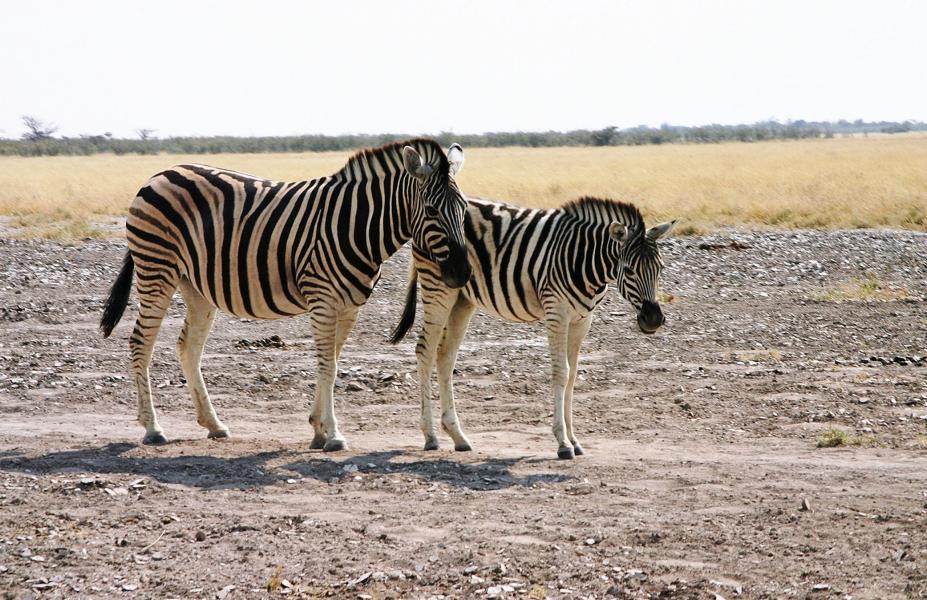 Nach einer Tragzeit von ca. 360 bis 390 Tagen - der Durchschnitt liegt bei 371 Tagen - bringt die Zebrastute ein einzelnes, etwa 30 kg schweres Fohlen auf die Welt.