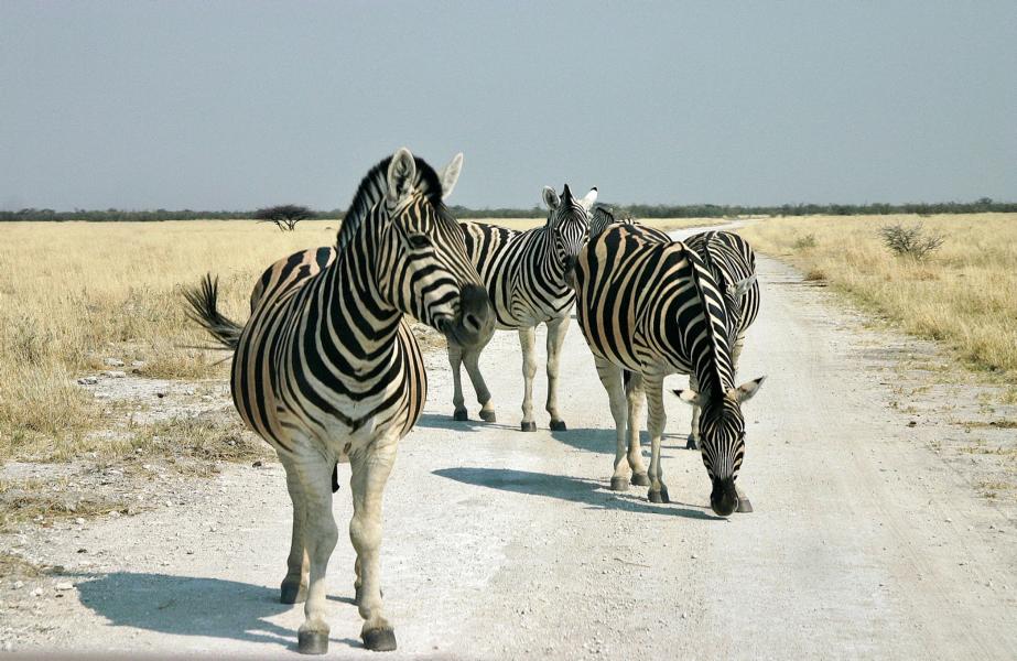 Das Steppenzebra (Equus quagga) ist die häufigste Zebraform in Afrika. Es zeigt, sofern man im Auto sich ihnen nähert, kaum Scheu.