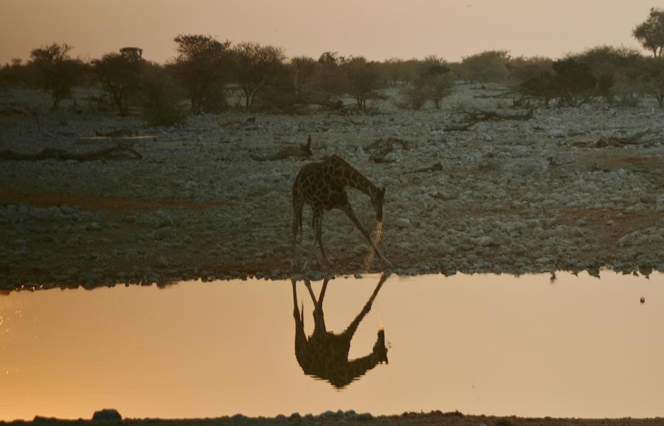 Trinkende Giraffe am Wasserloch.