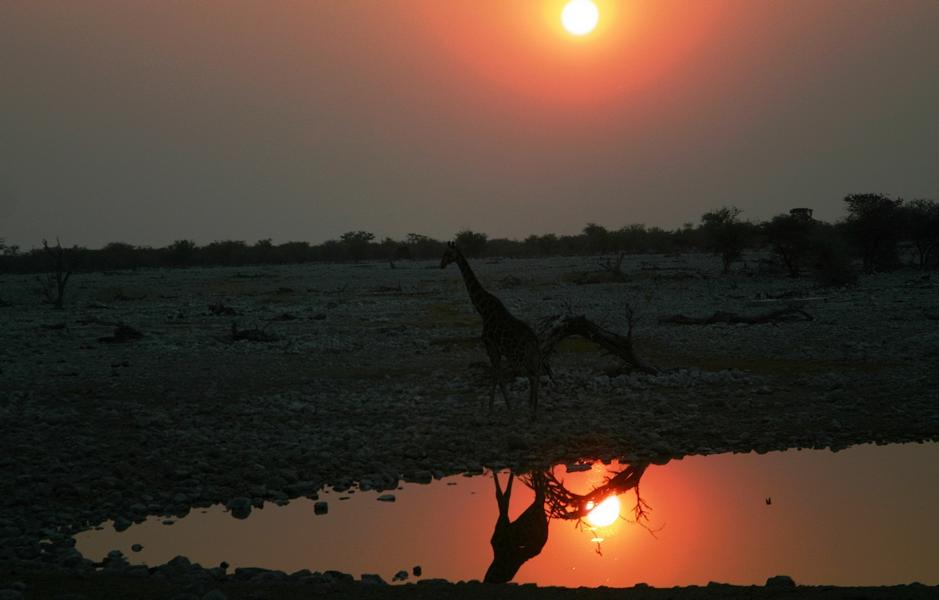 Giraffen warten lange, bevor sie an die Wassserstelle schreiten.