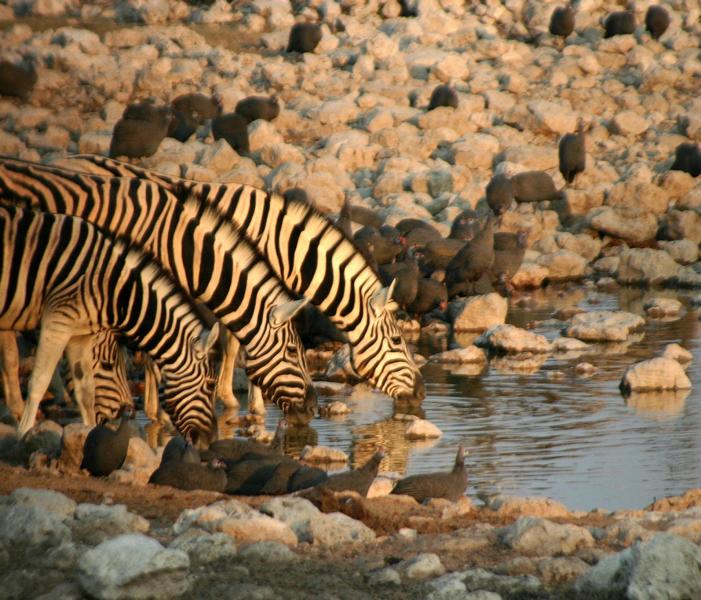 Täglich wandern die Steppenzebras zwischen den einzelnen Weidegründen, Wasserstellen und Rastplätzen.