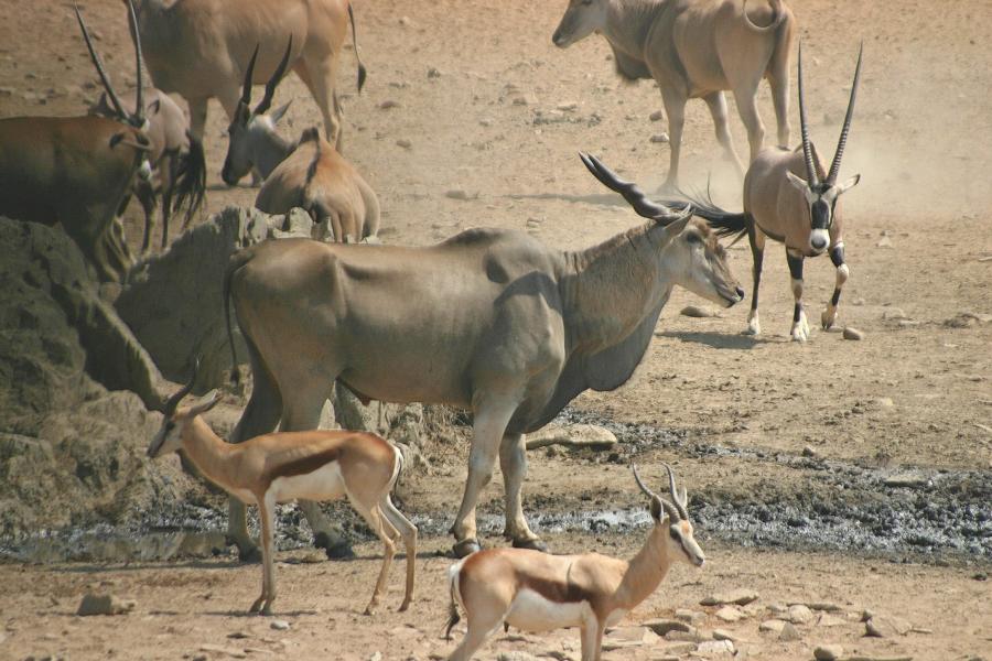 Oryx, Springbock und Elenantilopen.