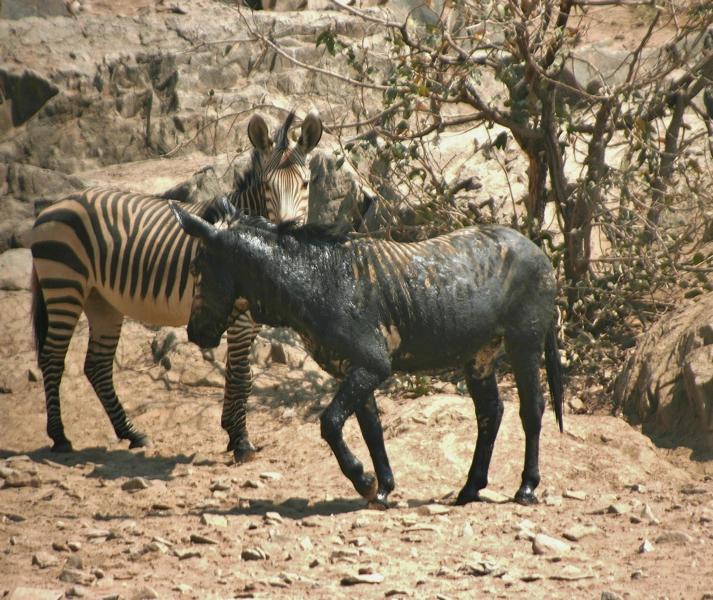 Die Steppenzebras nahmen sogar ein Schlammbad.