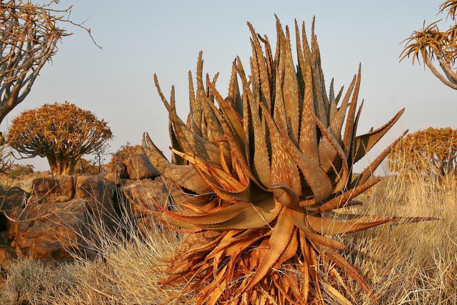 In den ersten Jahren seines Lebens ist der Köcherbaum kaum von einer anderen Aloe zu unterscheiden. Erst nach ca. 20 Jahren wächst er in die Höhe und bildet Äste aus.