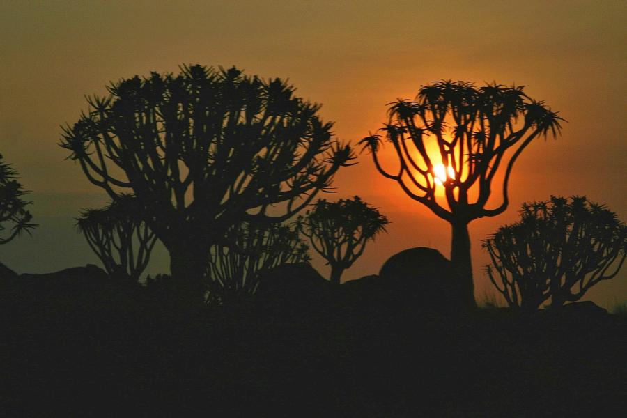 Besonders emotional ist der Sonnenuntergang im Köcherwald.