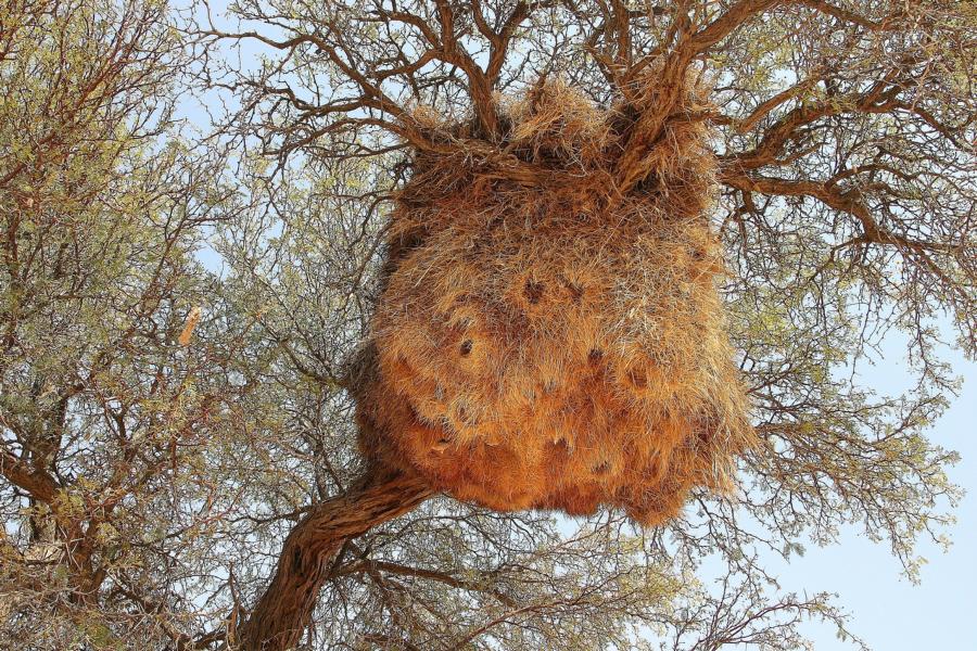 Am Webervogelnest herrschte keine Betriebssamkeit, weil keine Brutzeit  war.
