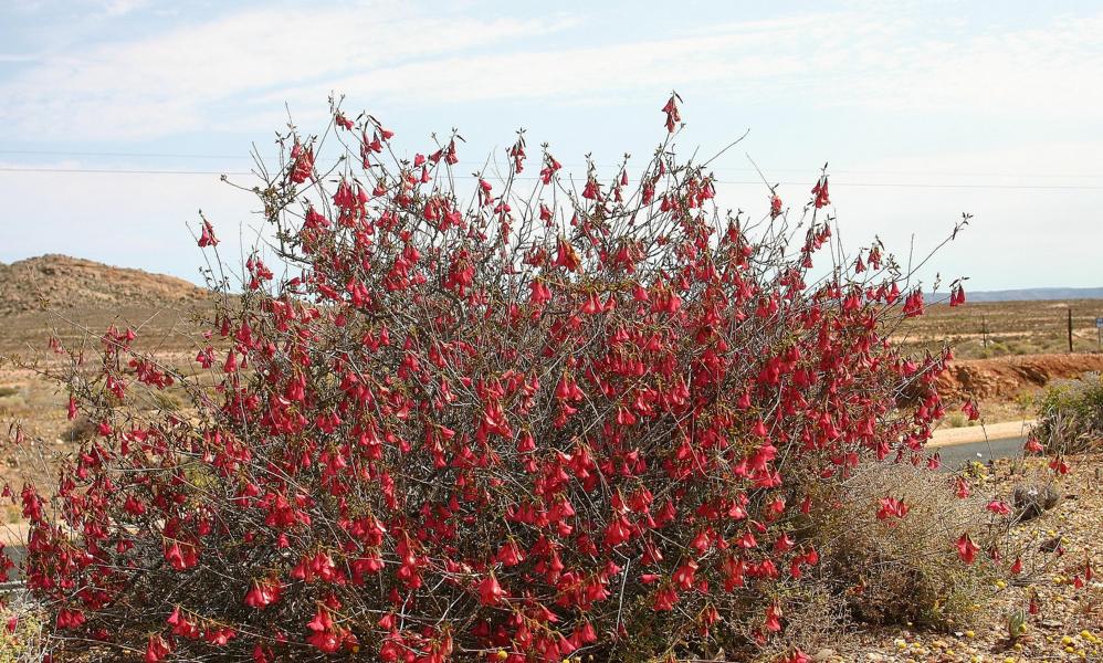 Feuerrot erstrahlten auch die Blüten einiger Sträucher.