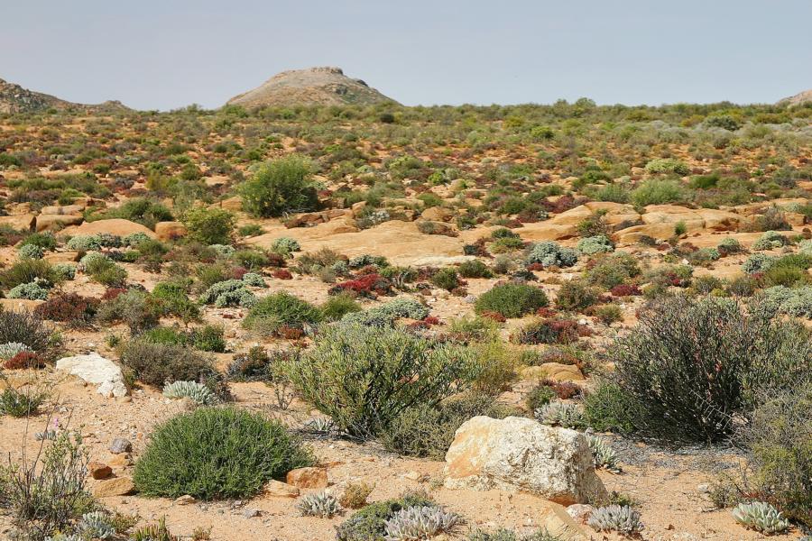 Die Niederschlagsmenge in dieser Wüstenlandschaft reichte, um die Blütenpracht zu entwickeln.