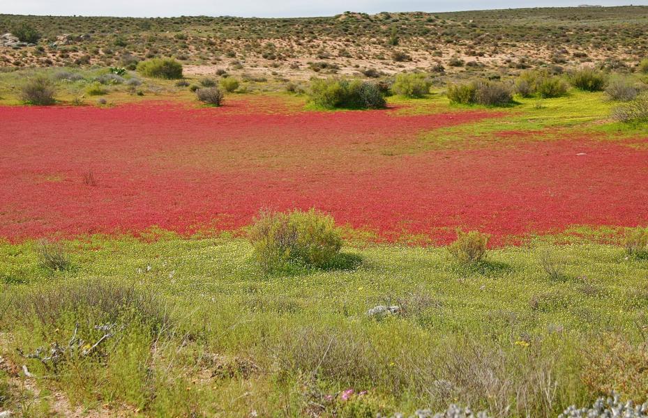 Als hätte man Blut in die Landschaft gegossen, so dichte, rote Blütenteppiche erstrahlten.