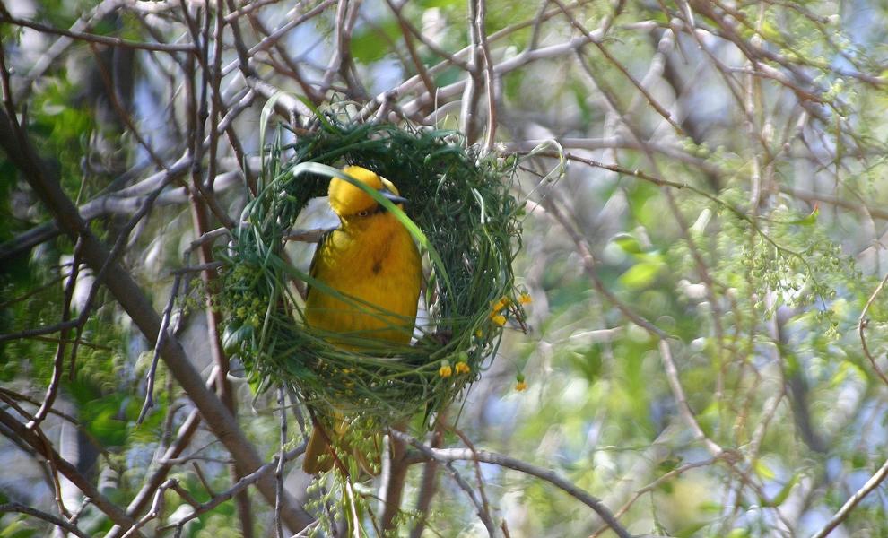 Webervogel beim Nestbau.