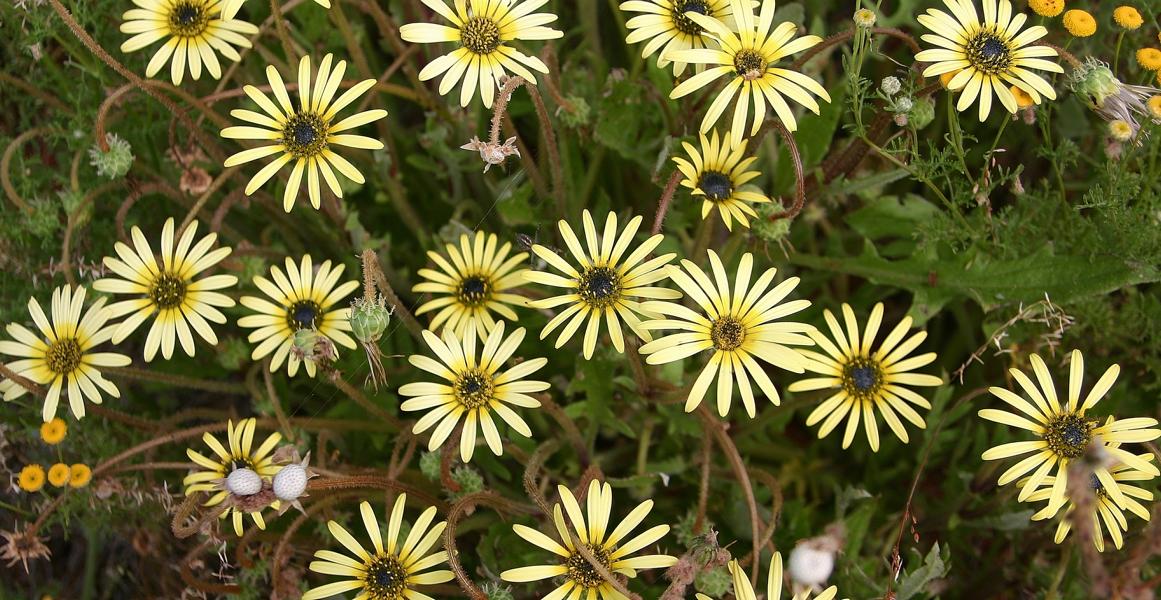 Sehr viele Pflanzenarten gehören im Namaqualand zu den Korbblütengewächsen.