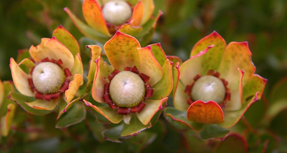 Auf dem Tafelberg herrscht eine große Pflanzenvielfalt. Etwa 1400 Pflanzenarten sind identifiziert, darunter eine Vielzahl von Protea.