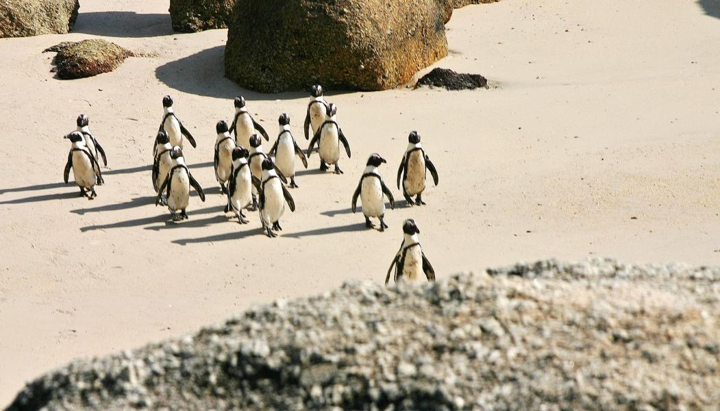 Die Brillenpinguine brüten in küstennahen Kolonien und legen ihre Eier in flache Vertiefungen, die sie ausscharren, oder sie legen ihre Eier in Höhlen, die sie mit Holzstücken und Federn auspolstern. Ein Gelege besteht aus zwei Eiern.