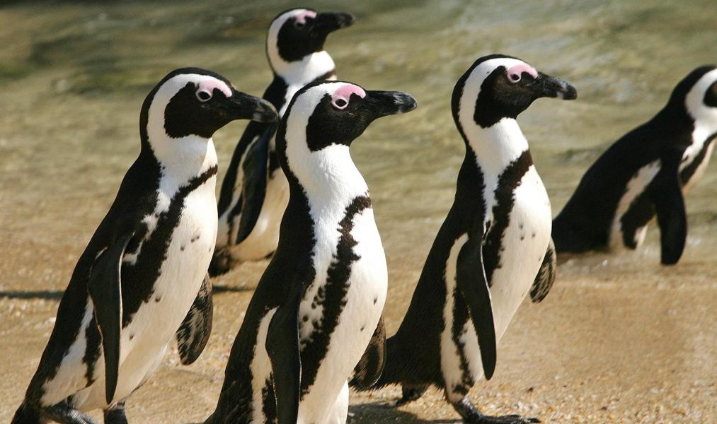 Die Vögel werden 60 bis 70 cm groß, 2,5 bis 3 kg schwer und erreichen ein Alter von bis zu 20 Jahren. Vom schwarzen Schnabel geht zu den Augen und darum herum ein rosa Fleck, der ihnen den deutschen Namen gab.