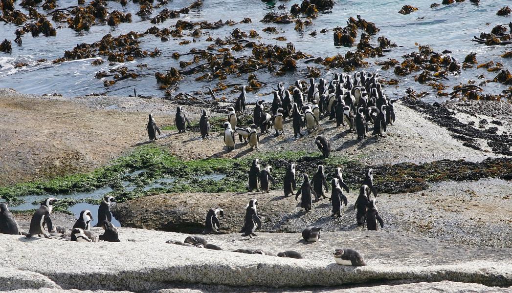 Brillenpinguine sind die einzigen in freier Wildbahn lebenden Pinguine in Afrika. Ihr Bestand hat im letzten Jahrhundert stark abgenommen.