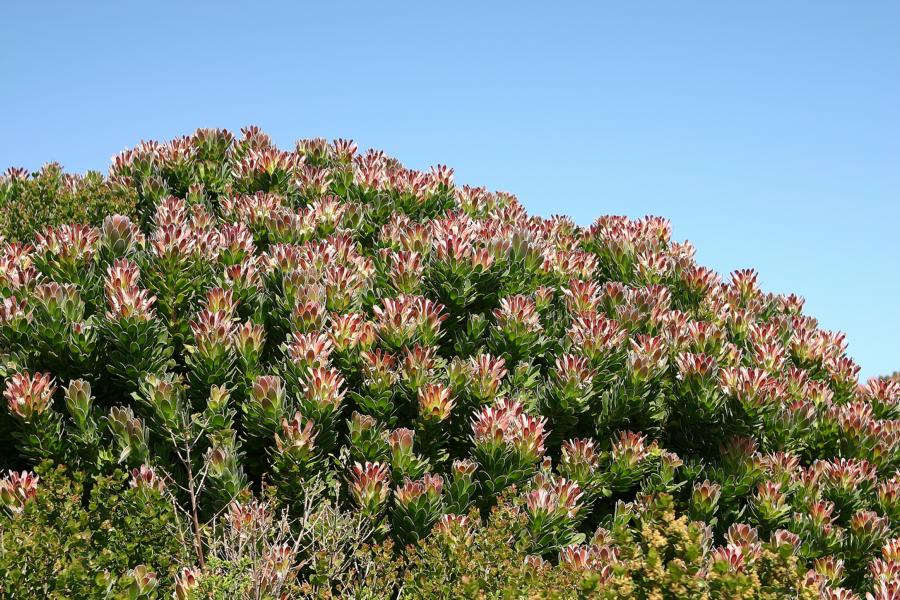 Protea-Busch