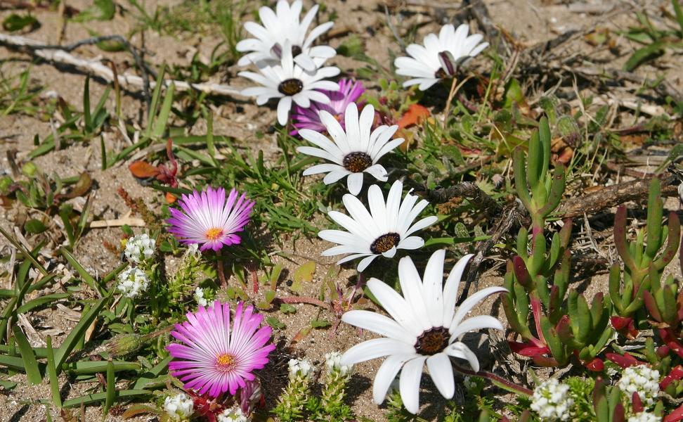 Das sehenswerte Naturreservat am Cape Point umfaßt 7750 ha. Es wurde 1939 eingerichtet.Hier gibt es für jeden etwas: der Pflanzenliebhaber erfreut sich an dem besonders im Frühjahr üppigen Blütenmeer der über 1100 Pflanzenarten, u.a. 25 verschiedenen Protea-Arten, 139 Erika- und 52 Orchideenarten.