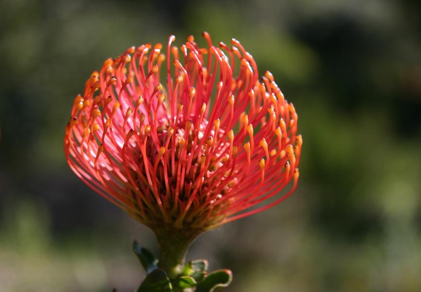 Protea