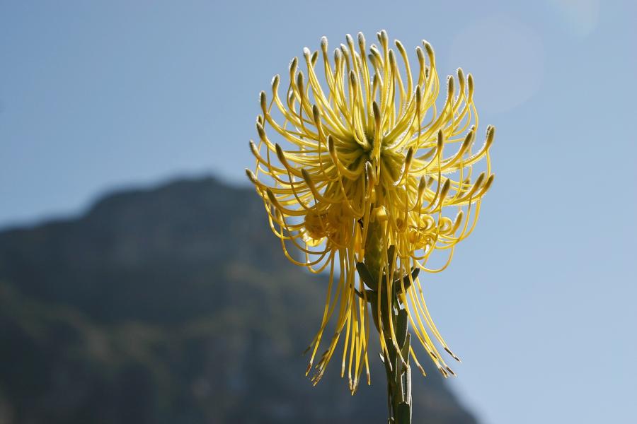 Protea