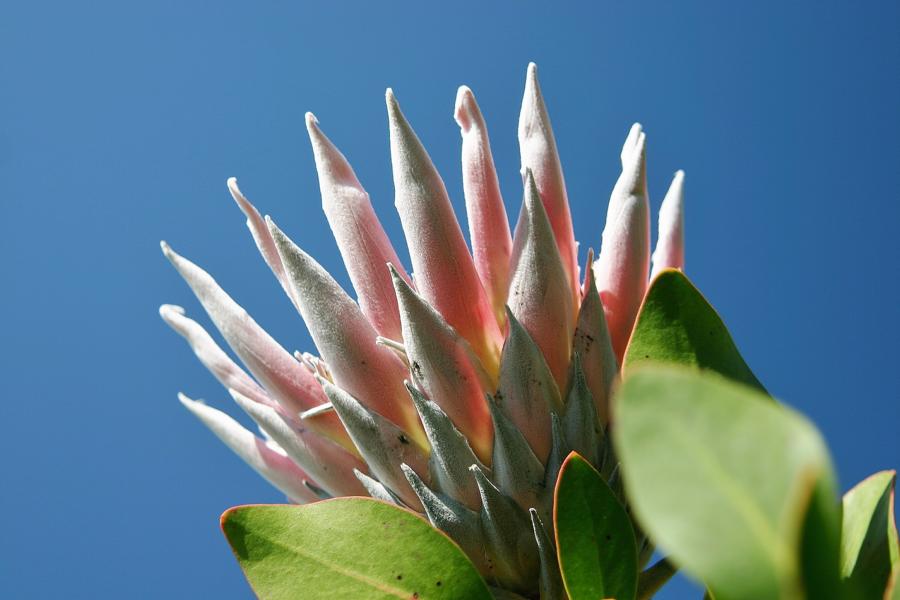 Die Pflanzengattung der Zuckerbüsche (Protea), auch Silberbäume, Kaprosen oder Federbüsche genannt, gehört zur Familie der Silberbaumgewächse (Proteaceae). Zu ihr zählen etwa 115 Arten. Sie stammen aus dem südlichen Afrika. 