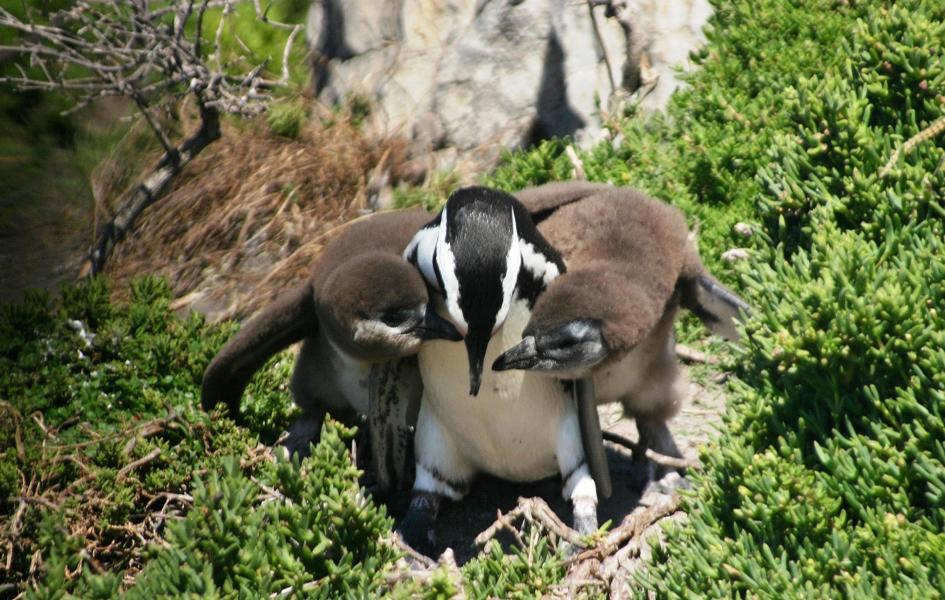Bettelnde Brillenpinguin-Junge.