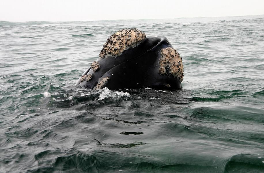 Ober- und Unterkiefer wie auch die Vorderkante der Flipper sind mit Beulen besetzt. Auf der Haut befinden sich außerdem Seepocken.