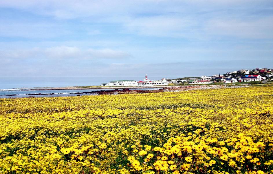 In der Landschaft am Cap Alguhas blühten während unseres Aufenthaltes massenhaft die Blumen in den Wiesen.