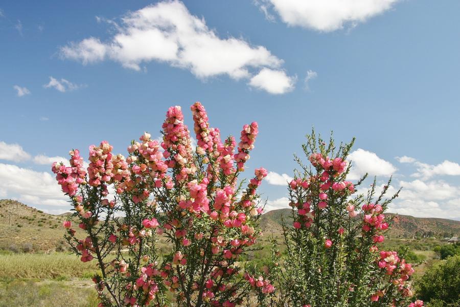 Die Flora in dieser Region ist mannigfaltig.